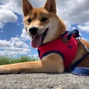 柴犬とのくらし　ごじらいふ