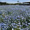 【お出かけ記録】なばなの里のネモフィラ＆バラ、ちょっとネガティブな話