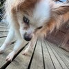 老犬ホームあん｜新人さん クール^^