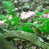 ＂オオルリ＂ 何だかもっと観たくなりました……。　野鳥撮影《第267回目》