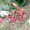 さくらのつぼみ🌸🌸🌸(*˘ー˘*)