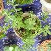 🌵多肉植物   秋の植え替え作業③🌵