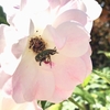 バラの花とハナムグリ　Rose flower and flower chafer 〈230605〉