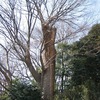 大国魂神社 巨樹編（府中市）