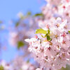 札幌市内の桜もそろそろ終りです