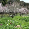 20万本の花たちと桜舞う春の訪れ。！？