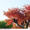 ナンキンハゼ　〈紅葉〉