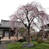 園照寺＊東京の桜