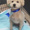 トリミングデーと白桃パフェ