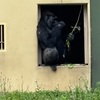【@東山動物園】イケメンゴリラに会う