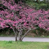 与那覇琉音／桜
