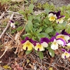 庭の花たち　沈丁花咲く　　　　　　　　　　　　　　　　　　　　　　　　　　　　　　白いチューリップ