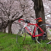 桜の咲く桂川サイクリングロードで撮影会