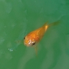 まるで金魚の老衰のようだった