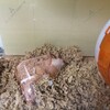 みそあん456日目
