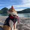 【旅行記】　あずきちゃんがいっぱい49