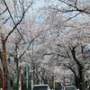 大泉学園通り_桜（東京都練馬区）