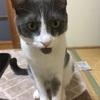 お猫さまと遊ぶ