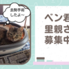 【保護猫｜里親さん募集】ベン君😺去勢手術しました〈佐世保発〉