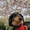 桜満開　なっつのうんちその後