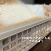 雨田甘夏、モデルです。【猫と撮影とプロフェッショナル事情】