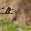 青い鳥は近所にいる