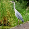 The Grey Heron (Ardea cinerea)