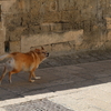 旅先での犬