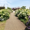 日本大通りの花壇、新港中央広場が花盛り❤初夏らしい光景です！