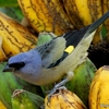 ベリーズ メイフラワー・ボカウィーナ国立公園の野鳥たち