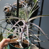 Orthophytum zanonii