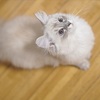レイ（サイベリアン 、ネヴァマスカレード）