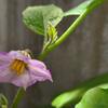 茄子のよゐ子　植え付け🍆