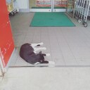 ただ記録する。