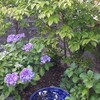 石積み花壇の模様替え計画Part3　青い大皿の水盤と青い花を咲かせる植物