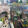 都電と桜　荒川二丁目電停付近