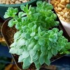 🌵多肉植物  モサモサなイリア🌵
