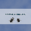 クワガタが、よく脱走します！
