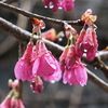 雨の寒緋桜