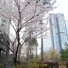 桜開花＠ソウル