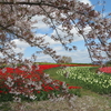 奈良県営馬見丘陵公園の桜（３月下旬～４月上旬）＝写真は２０１９年４月１１日撮影