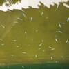 ８月生まれのメダカの稚魚は冬越せる？