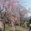 向麻山公園で枝垂れ桜