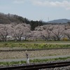 2024.4.20 夏井川千本桜〜手打ち中華そば味喜