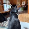 黒柴 🐶 つん