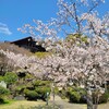 【京都】大山崎町、『アサヒグループ大山崎山荘美術館』　桜の花