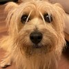 きなこ、新しい友だちができる