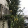 背高泡立草