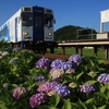 由利高原鉄道　紫陽花の駅2019　春田社長に感謝