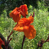 (157) Canna indica